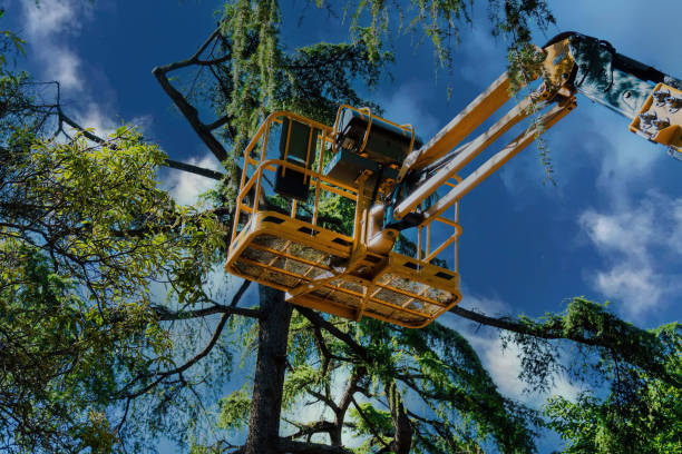 Professional Tree Services in Hesston, KS